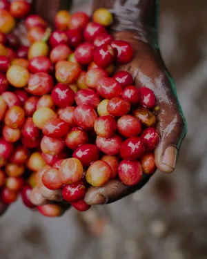 A Taste of Burundi, Stamp Act Coffee Tasting Workshop